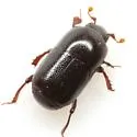 Teretrius orbus