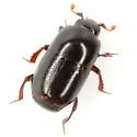 Teretrius orbus - photo 2