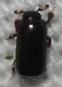 Teretrius orbus - photo 3