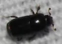 Teretrius orbus - photo 4