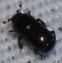 Teretrius orbus - photo 5