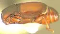 Teretrius placitus - photo 2