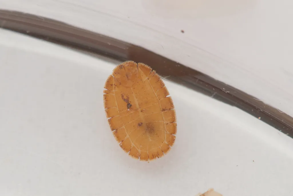 Termite Bugs - photo 2
