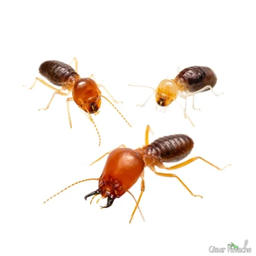 Higher Termites - photo 2