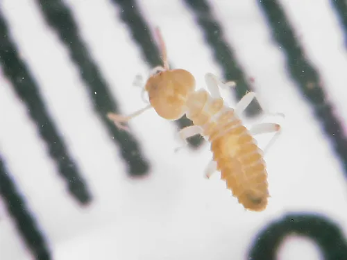 Termitogetonidae - Termitogetonidae