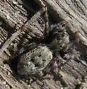 Terralonus californicus