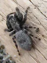 Terralonus californicus - photo 2