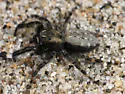 Terralonus californicus - photo 3
