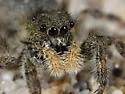 Terralonus californicus - photo 4