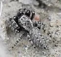 Terralonus mylothrus