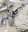 Terralonus mylothrus - photo 4