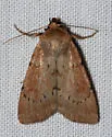 Tesagrotis atrifrons - Hodges#10977