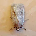 Tesagrotis atrifrons - Hodges#10977 - photo 4