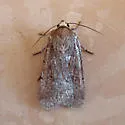 Tesagrotis atrifrons - Hodges#10977 - photo 5