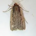 Tesagrotis corrodera - Hodges#10978.1