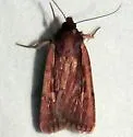 Tesagrotis corrodera - Hodges#10978.1 - photo 2