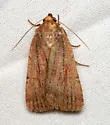 Tesagrotis corrodera - Hodges#10978.1 - photo 3