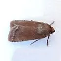 Tesagrotis piscipellis - Hodges#10978