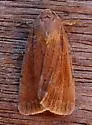 Tesagrotis piscipellis - Hodges#10978 - photo 2