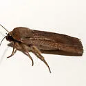 Tesagrotis piscipellis - Hodges#10978 - photo 4