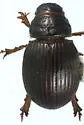 Tesarius caelatus