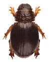 Tesarius mcclayi