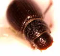 Tesarius oregonensis - photo 3