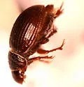 Tesarius oregonensis - photo 4