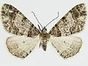 Tesiophora entephros - Hodges#7011.1 - Tesiophora entephros