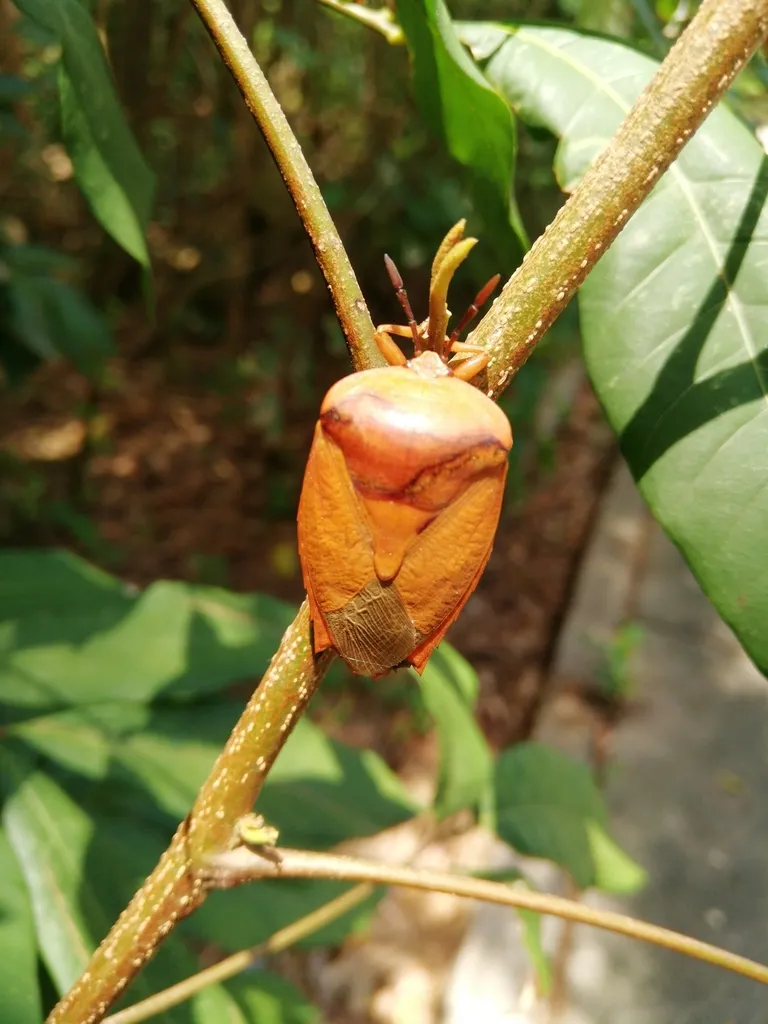 Tessaratomid Bugs - photo 2