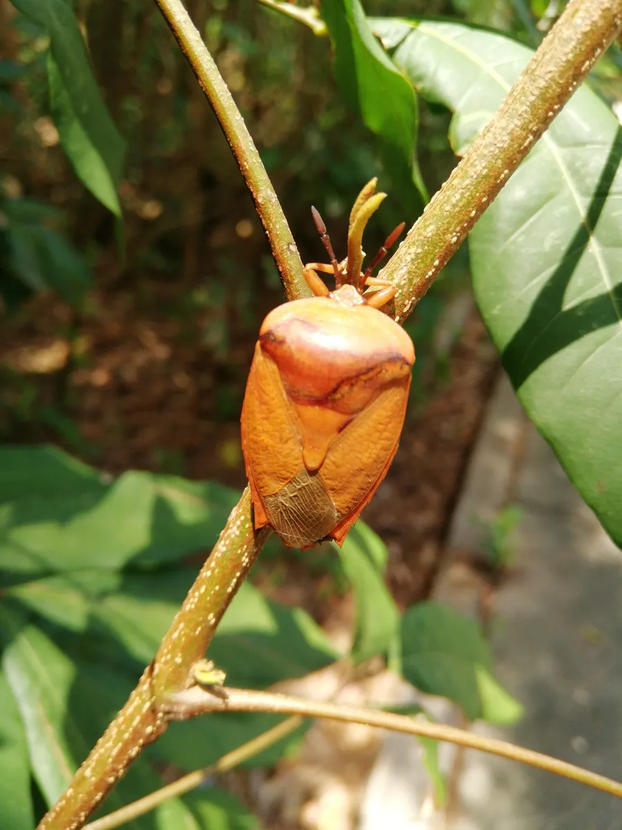 Tessaratomid Bugs - photo 3