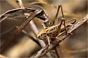 Brown-spotted Bush-cricket