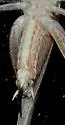 Brown-spotted Bush-cricket - photo 2