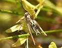 Brown-spotted Bush-cricket - photo 3
