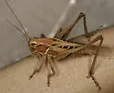 Brown-spotted Bush-cricket - photo 4