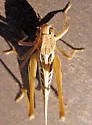 Brown-spotted Bush-cricket - photo 5