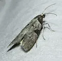 Tesuquea hawleyana - Hodges#2324