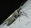 Tesuquea hawleyana - Hodges#2324 - photo 2