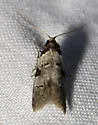 Tesuquea hawleyana - Hodges#2324 - photo 4