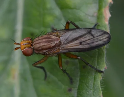 Tetanocera elata