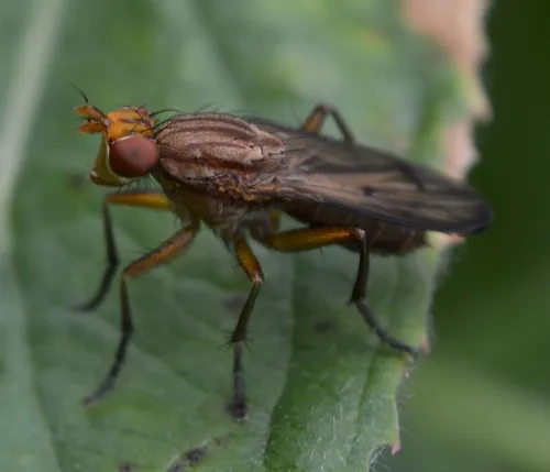 Tetanocera elata - photo 2
