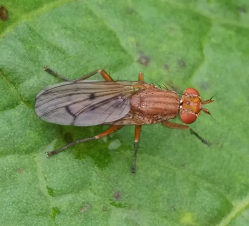 Tetanocera ferruginea