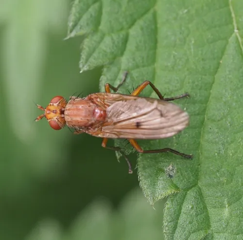 Tetanocera ferruginea - photo 2