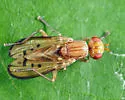 Tetanocera melanostigma
