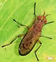 Tetanocera melanostigma - photo 2