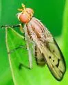 Tetanocera melanostigma - photo 3
