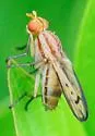 Tetanocera melanostigma - photo 4