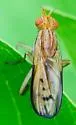 Tetanocera melanostigma - photo 5