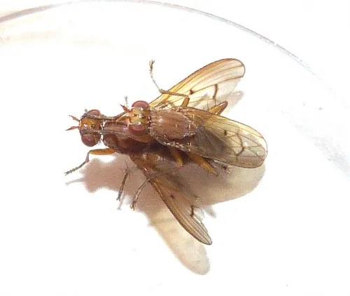 Tetanocera phyllophora