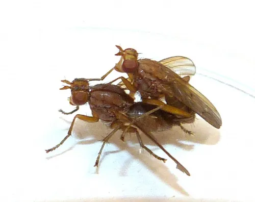 Tetanocera phyllophora - photo 2